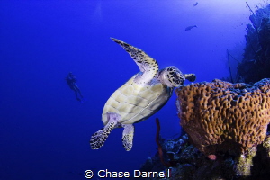 Diver observing a Hawksbill eat from the blue! 
North Wa... by Chase Darnell 